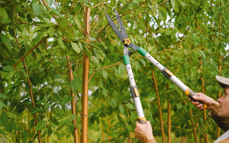 Tree trimming in Huslia, AK
